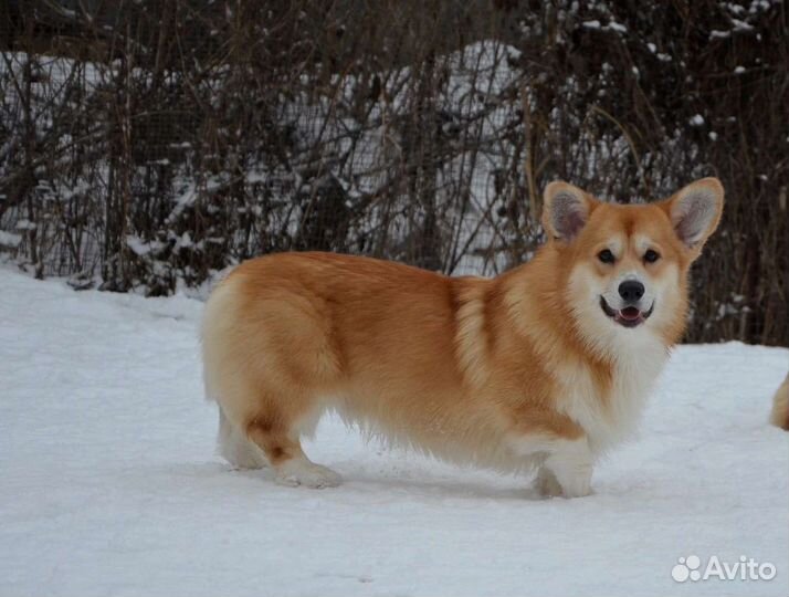 Кобель для вязок