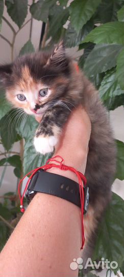 Котёнок ищет новый дом