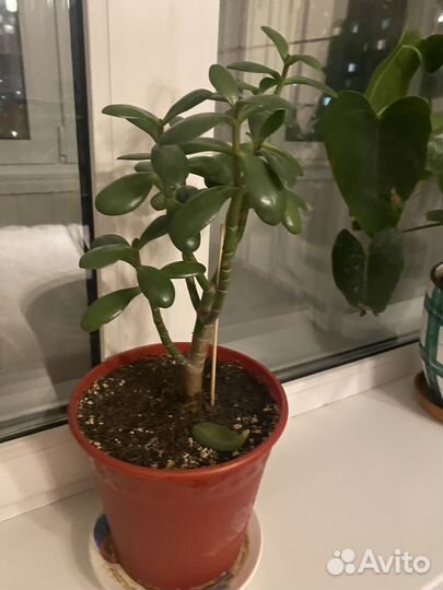 Денежное дерево толстянка крассула