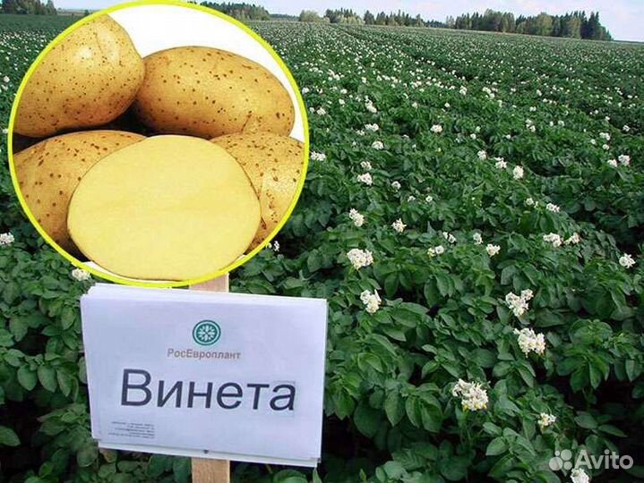 Семенной картофель