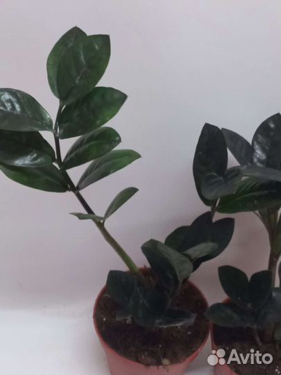 Замиокулькас черный равен