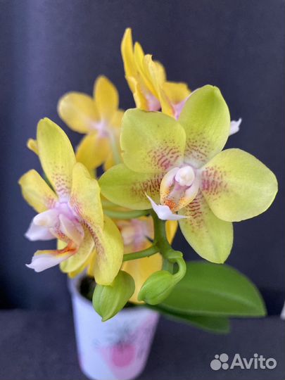 Орхидея ароматная мультифлора