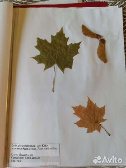 Гербарий в школу, колледж,институт