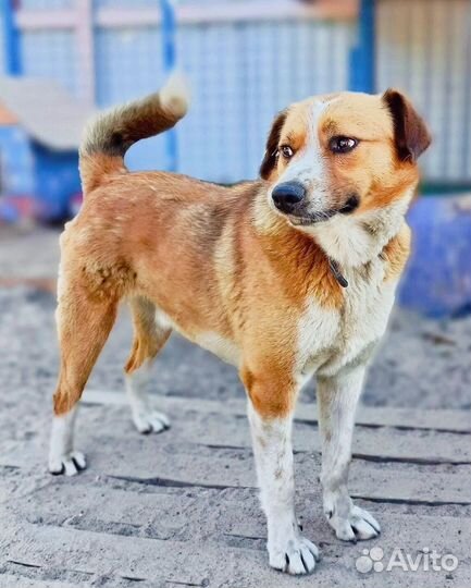 Пёсик грустит без вас нужен дом