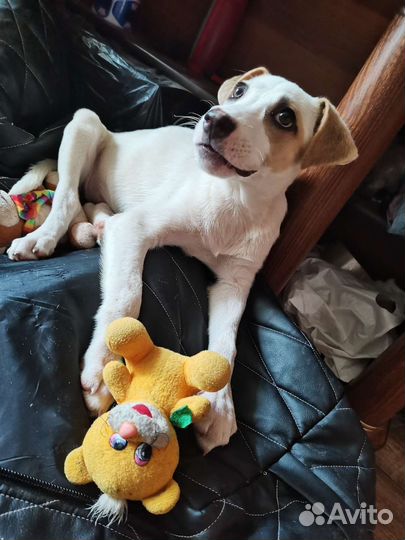 Собака щенки в добрые руки помесь