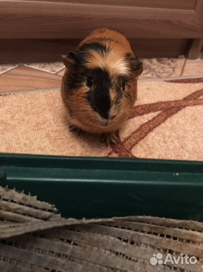 Морская свинка