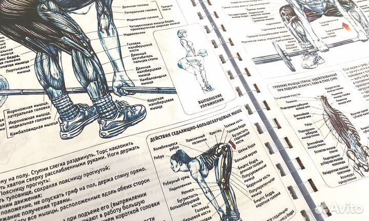 Анатомия силовых упражнений