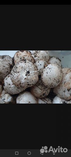 Гриб веселка 2023