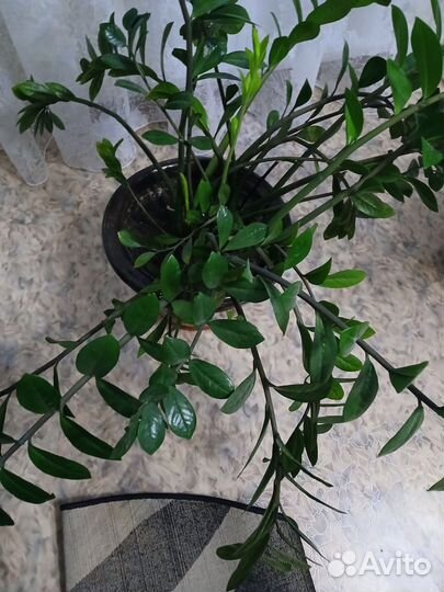 Комнатные цветы