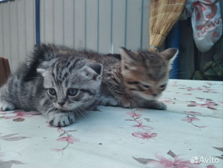 Шотландские вислоухие