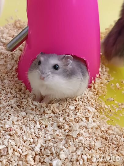 Джунгарский хомяк