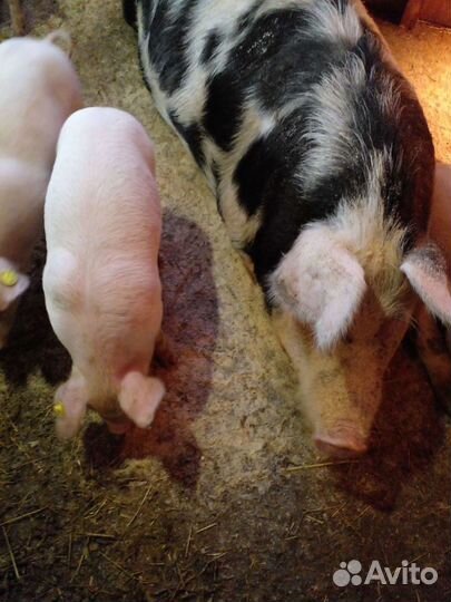 Поросята