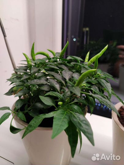 Семена декоративного перца