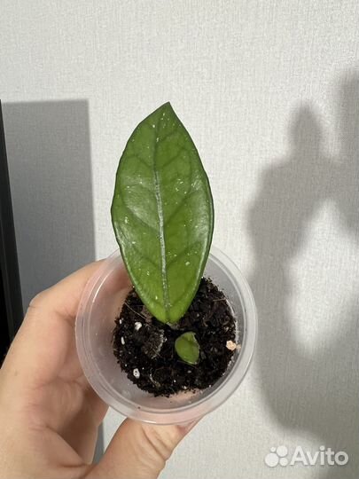 Маранта триколор, хойя томпсони