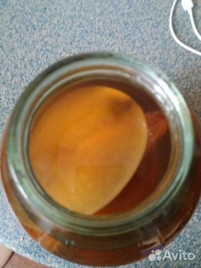 Чайный гриб Комбуча цена за 1 слой+готовый раствор