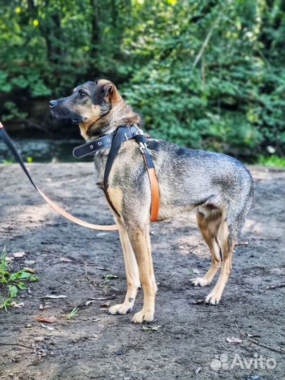 Классный пёс Лукас ищет дом