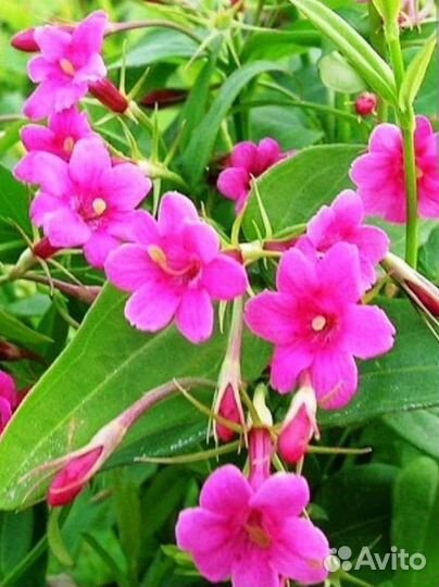 Жасмин биса