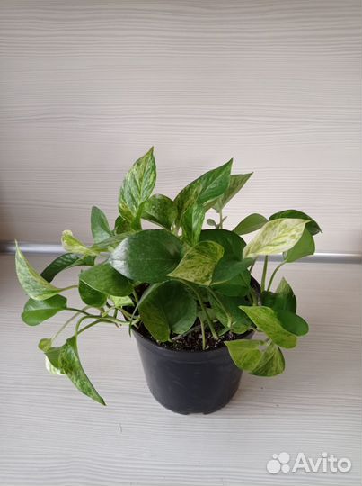 Сциндапсус