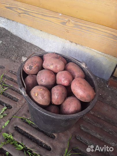 Продам картофель