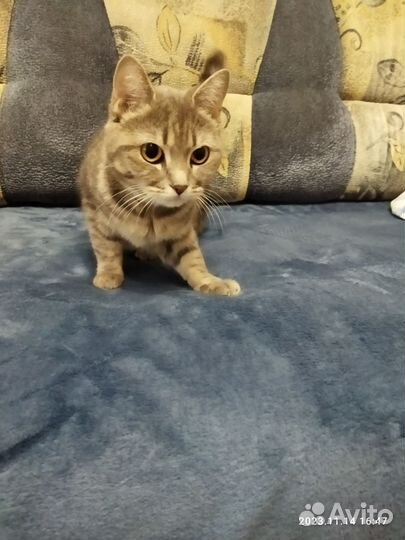 Кошка