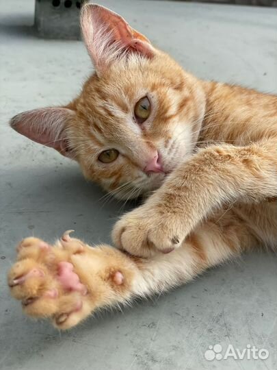 Отдадим котят бесплатно в добрые руки