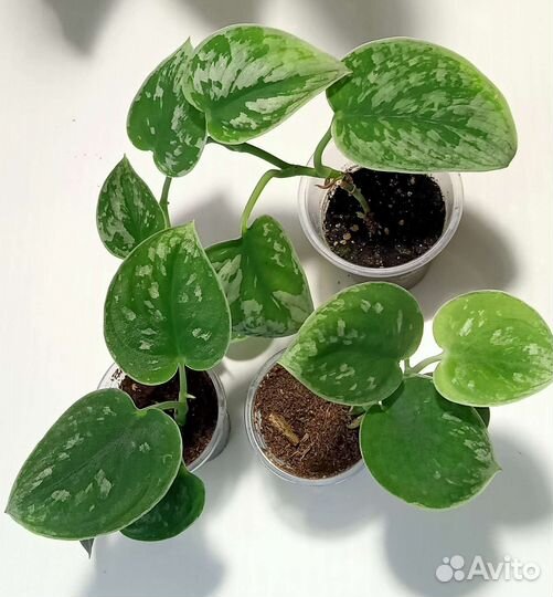 Комнатные растения