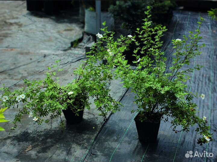 Лапчатка белая 