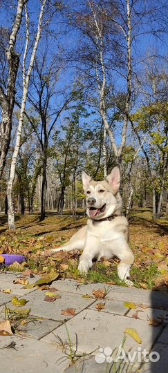 Отдам щенят