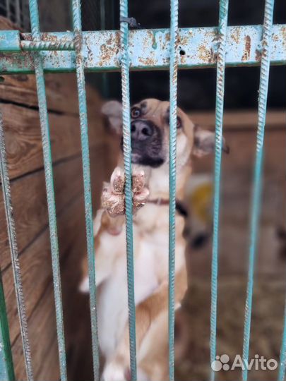 Собаки бесплатно