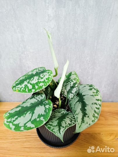 Сциндапсус Пиктус Требе