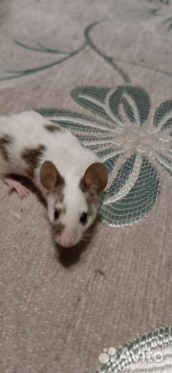 Мышки декоративные