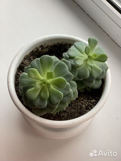 Суккуленты