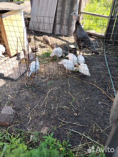 Индюшата домашние