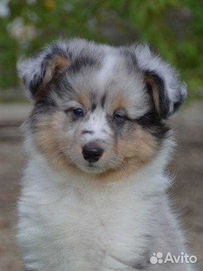 Щенки шелти