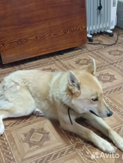 Хаски лайка