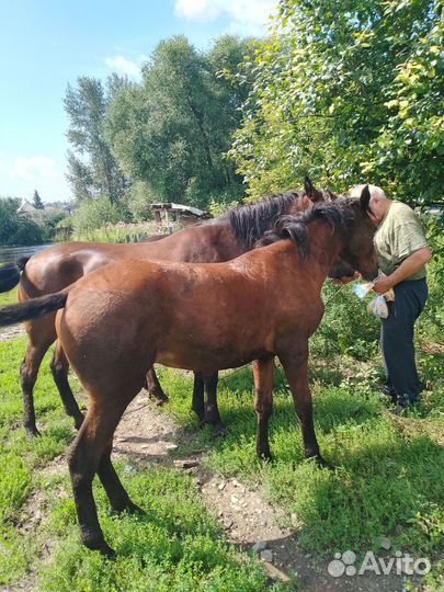 Продадим лошадь 4 года гнидая (коричневая)