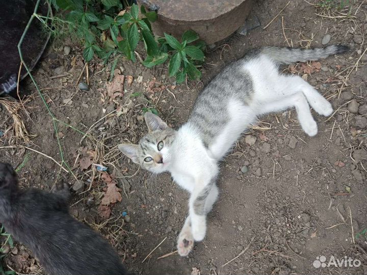 Котики бесплатно в добрые руки