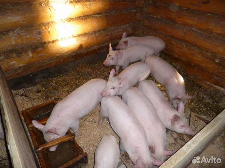 Поросята