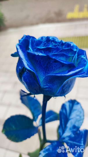 Цветы розы с доставкой