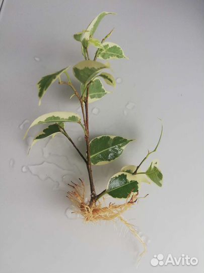 Фикус бенджамина