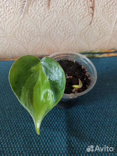 Эпипремнум, филодендрон