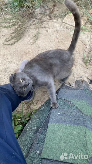 Британский кот