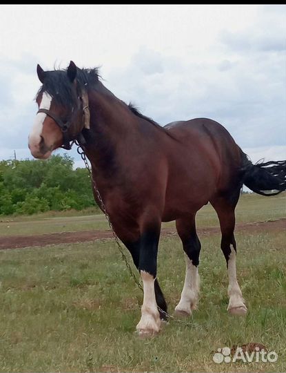 Лошади и жеребцы