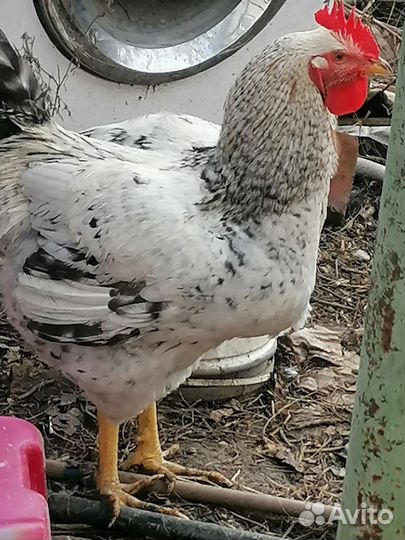 Молодые петухи