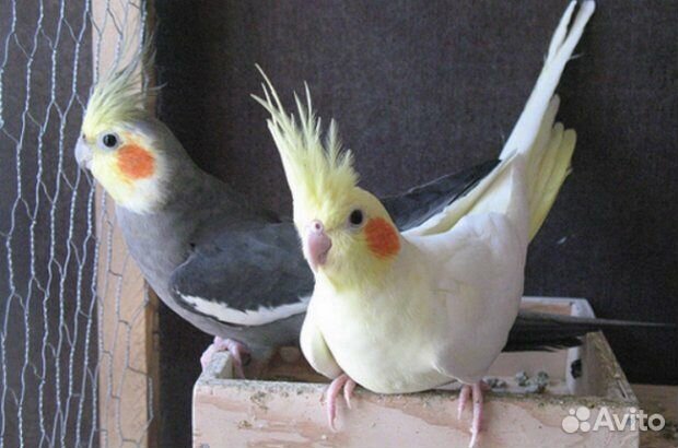 Попугай карелла