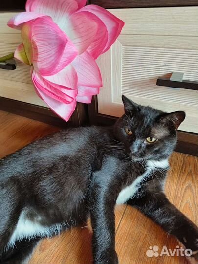 Черный кот в дар