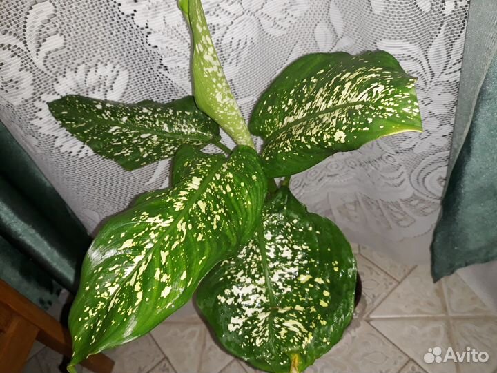 Диффенбахия ей 5 лет