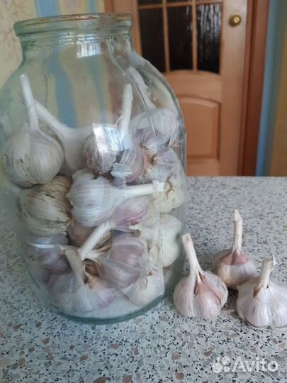 Чеснок озимый