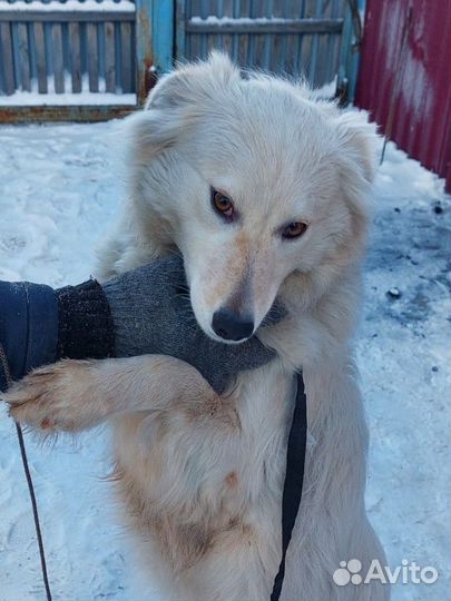 Собака в добрые руки
