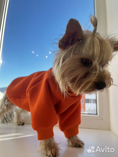 Одежда для собак мелких пород